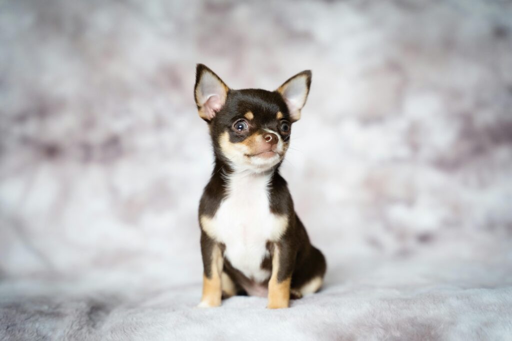 Chocolate AKC Chihuahua