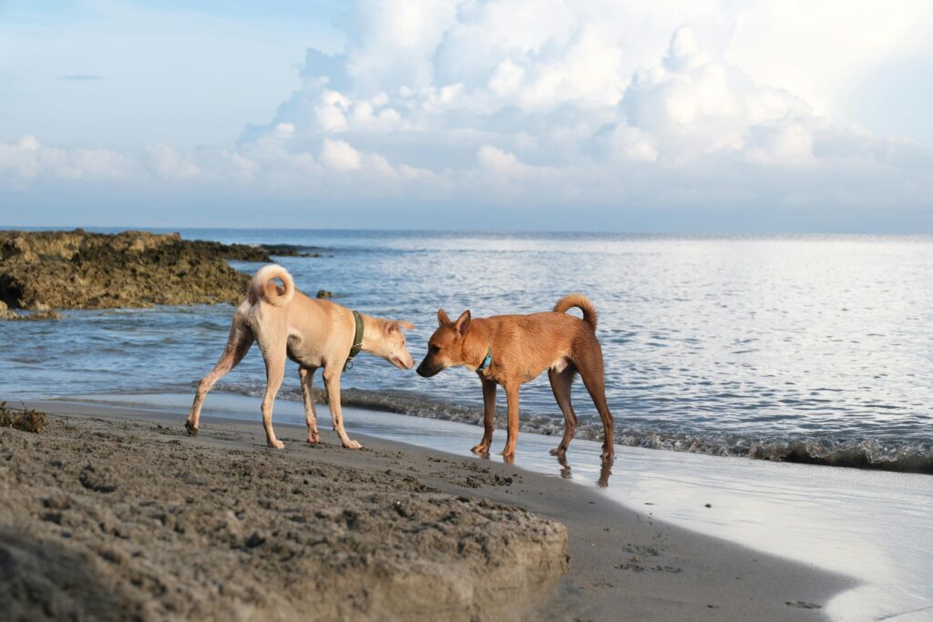 Two dogs enjoy a playful moment on a sandy beach in the Ilocos Region, Philippines, with ocean waves in the background.